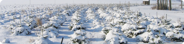 foret
