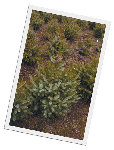 sapin01